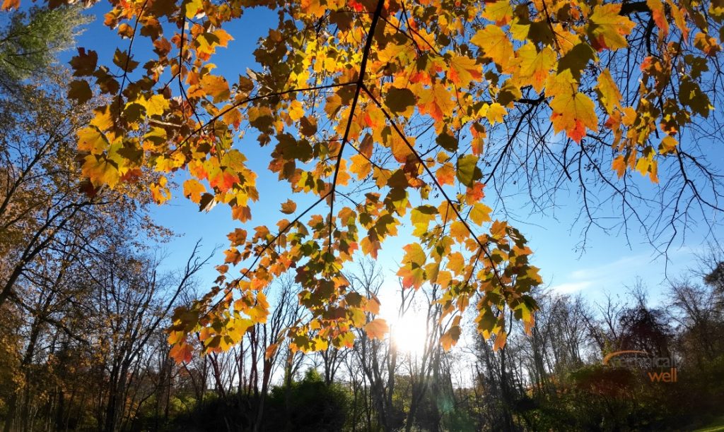 Sample picture of fall leaves with the sun in the background